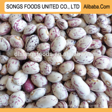 New Crop Sugar Beans Supplier